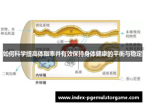 如何科学提高体脂率并有效保持身体健康的平衡与稳定